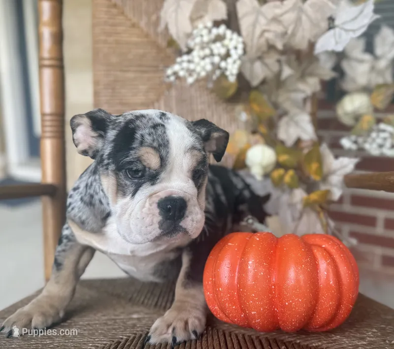 Peggy Skylar  – English Bulldog puppy for sale in Ypsilanti, MI