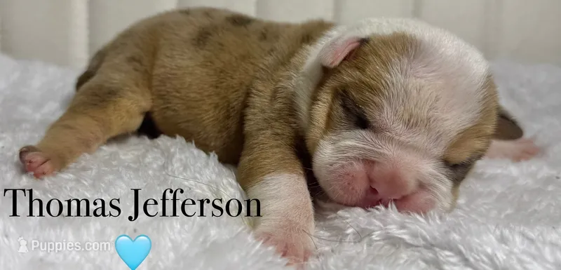 Thomas Jefferson  – English Bulldog puppy for sale in Ypsilanti, MI