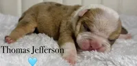 Thomas Jefferson , a male English Bulldog for sale in Ypsilanti, MI – 1 of 1