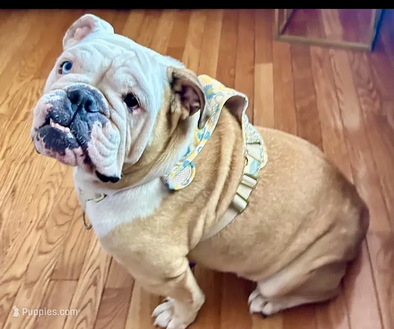 Stella – English Bulldog puppy for sale in Ypsilanti, MI