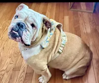 Stella, a female English Bulldog for sale in Ypsilanti, MI – 1 of 4