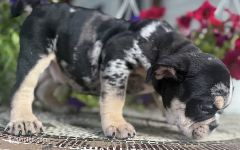 George Washington – English Bulldog puppy for sale in Ypsilanti, MI