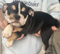Alexander Hamilton, a male English Bulldog for sale in Ypsilanti, MI – 7 of 10