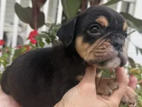 Aaron Burr, a male English Bulldog for sale in Ypsilanti, MI – 8 of 8