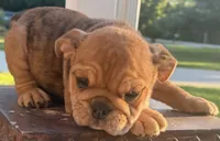 Kenny Chesney, a male English Bulldog for sale in Ypsilanti, MI – 7 of 10