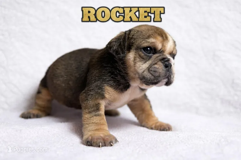 ROCKET – English Bulldog puppy for sale in Ypsilanti, MI