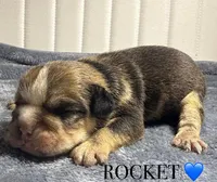 ROCKET, a male English Bulldog for sale in Ypsilanti, MI – Photo 3 of 3