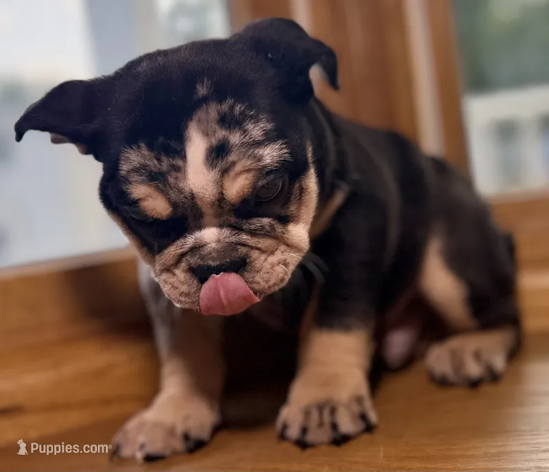 George Washington – English Bulldog puppy for sale in Ypsilanti, MI