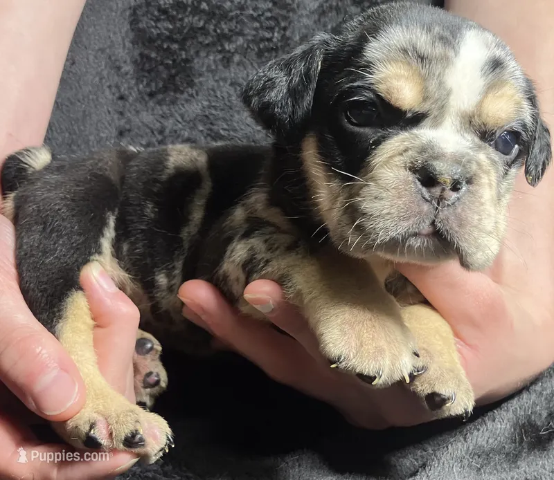 George Washington – English Bulldog puppy for sale in Ypsilanti, MI