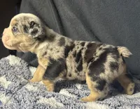 Peggy Skylar , a female English Bulldog for sale in Ypsilanti, MI – 5 of 6