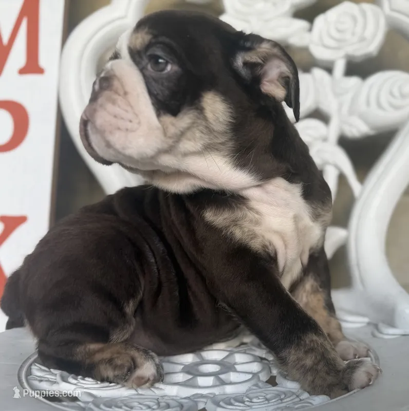 Tim Mcgraw – English Bulldog puppy for sale in Ypsilanti, MI