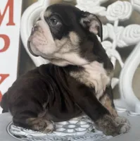 Tim Mcgraw, a male English Bulldog for sale in Ypsilanti, MI – 2 of 9