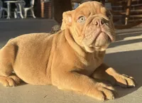 Alan Jackson, a male English Bulldog for sale in Ypsilanti, MI – 8 of 8