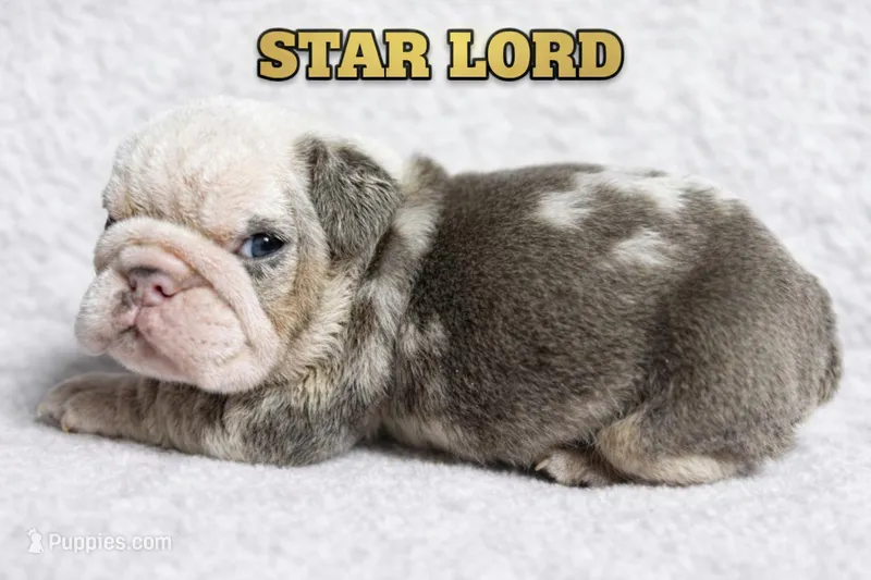 STAR LORD – English Bulldog puppy for sale in Ypsilanti, MI