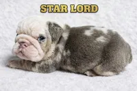 STAR LORD, a male English Bulldog for sale in Ypsilanti, MI – Photo 1 of 3