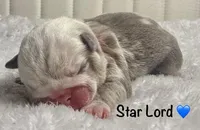STAR LORD, a male English Bulldog for sale in Ypsilanti, MI – Photo 3 of 3