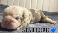 STAR LORD, a male English Bulldog for sale in Ypsilanti, MI – Photo 2 of 3