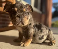 Vince Gill, a male English Bulldog for sale in Ypsilanti, MI – 7 of 7