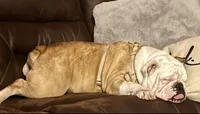 Stella, a female English Bulldog for sale in Ypsilanti, MI – 2 of 4