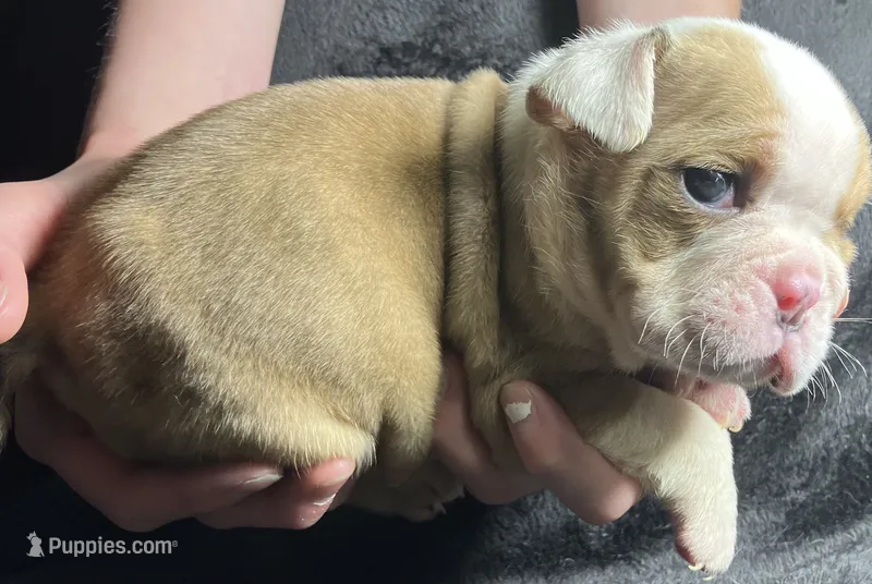 Thomas Jefferson  – English Bulldog puppy for sale in Ypsilanti, MI