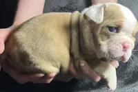 Thomas Jefferson , a male English Bulldog for sale in Ypsilanti, MI – 1 of 4