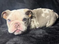 Starry , a male English Bulldog for sale in Ypsilanti, MI – 5 of 5
