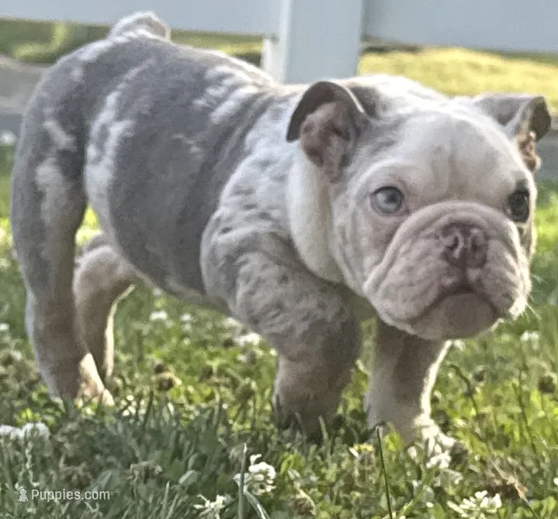 Starry  – English Bulldog puppy for sale in Ypsilanti, MI