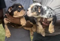 Peggy Skylar , a female English Bulldog for sale in Ypsilanti, MI – 7 of 8