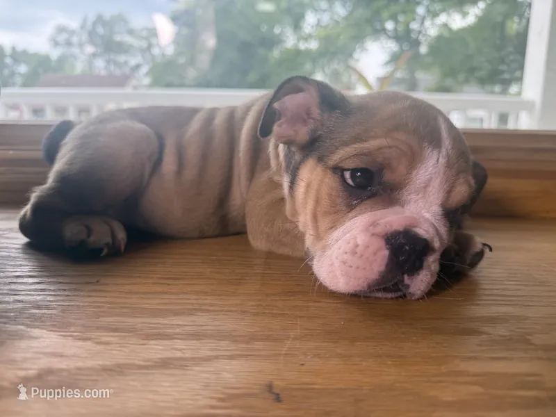 Lafayette  – English Bulldog puppy for sale in Ypsilanti, MI