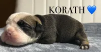 KORATH, a male English Bulldog for sale in Ypsilanti, MI – Photo 3 of 3