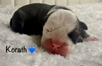 KORATH, a male English Bulldog for sale in Ypsilanti, MI – Photo 2 of 3