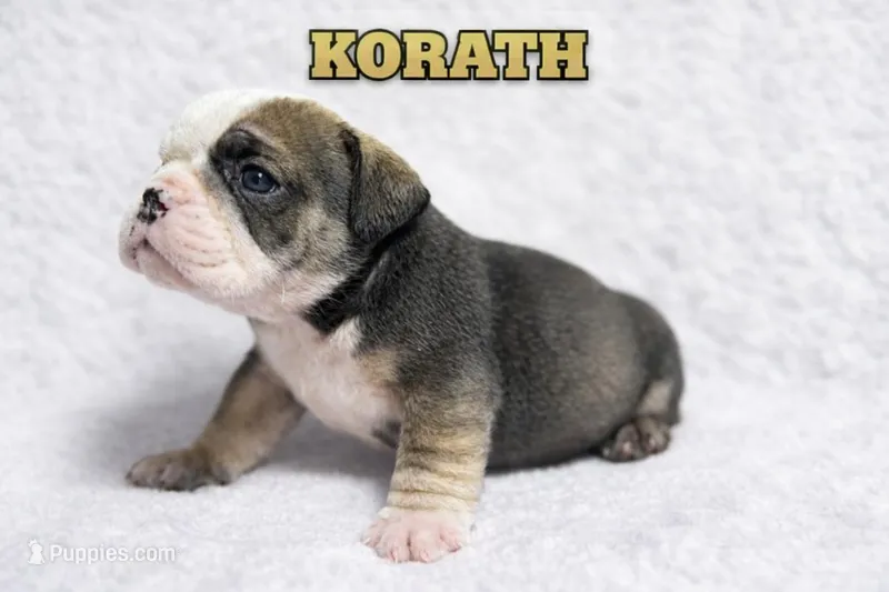 KORATH – English Bulldog puppy for sale in Ypsilanti, MI