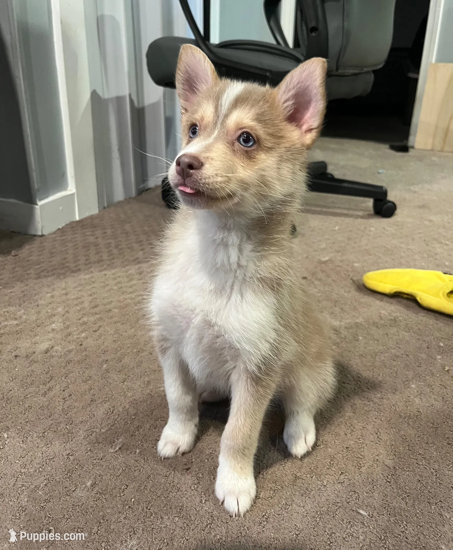 Theodore  – Pomsky puppy for sale in Worcester, MA