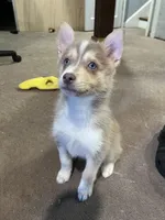 Theodore , a male Pomsky for sale in Worcester, MA – Photo 2 of 3