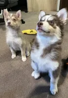 Brownie, a female Pomsky for sale in Worcester, MA – Photo 4 of 4