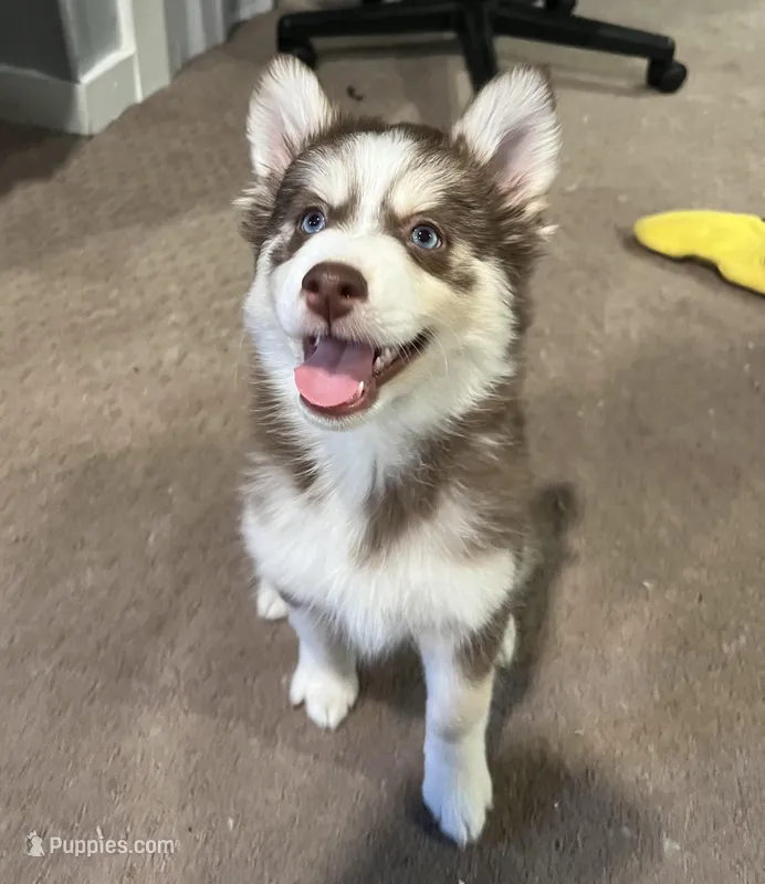 Brownie – Pomsky puppy for sale in Worcester, MA