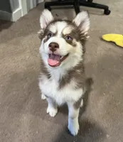 Brownie, a female Pomsky for sale in Worcester, MA – Photo 1 of 4