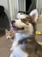 Brownie, a female Pomsky for sale in Worcester, MA – Photo 3 of 4