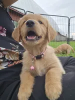 Ms. Pink, a female Golden Retriever for sale in Wausau, WI – 9 of 10