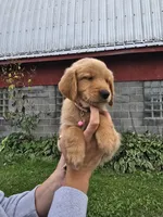 Ms. Pink, a female Golden Retriever for sale in Wausau, WI – 6 of 10