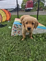 Mr. Orange, a male Golden Retriever for sale in Wausau, WI – 7 of 8