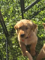 Mr. Red, a male Golden Retriever for sale in Wausau, WI – 3 of 8
