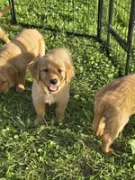 Ms. Pink, a female Golden Retriever for sale in Wausau, WI – 1 of 10