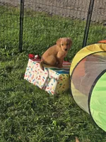 Mr. Red, a male Golden Retriever for sale in Wausau, WI – 2 of 8