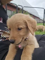 Ms. Pink, a female Golden Retriever for sale in Wausau, WI – 7 of 10
