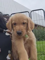 Mr. Green, a male Golden Retriever for sale in Wausau, WI – 4 of 9