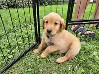 Ms. Purple, a female Golden Retriever for sale in Wausau, WI – 2 of 4