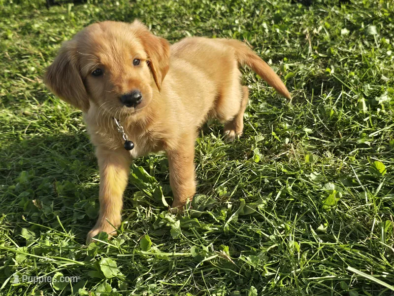 Mr. Black – Golden Retriever puppy for sale in Wausau, WI