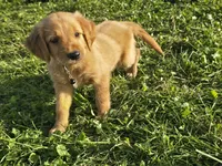 Mr. Black, a male Golden Retriever for sale in Wausau, WI – 1 of 7