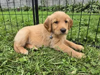 Ms. Gray, a female Golden Retriever for sale in Wausau, WI – 2 of 9